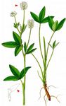 Berg-Klee - Trifolium montanum L. 