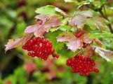 Gewöhnlicher Schneeball - Viburnum opulus L.