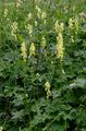 Gelber Eisenhut - Aconitum lycoctonum L.