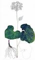 Grauer Alpendost - Adenostyles alliariae (Gouan) A. Kern.