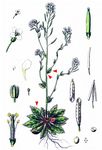 Acker-Schmalwand - Arabidopsis thaliana (L.) Heynh. 