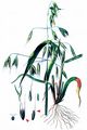Wild-Oat - Avena fatua L.