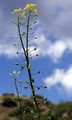 Warty-Cabbage - Bunias orientalis L.