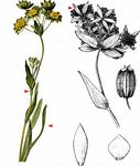 Hahnenfuß-Hasenohr - Bupleurum ranunculoides L. 