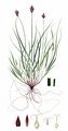 Hasenpfoten-Segge - Carex leporina L.