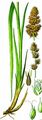 Fuchs-Segge - Carex vulpina L.