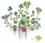 Gegenblättriges Milzkraut - Chrysosplenium oppositifolium L. 