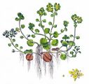 Opposite-Leaved Golden-Saxifrage - Chrysosplenium oppositifolium L.