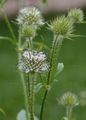 Small Teasel - Dipsacus pilosus L.