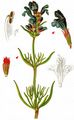 Northern Dragonhead - Dracocephalum ruyschiana L.