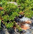 Gewöhnliche Krähenbeere - Empetrum nigrum L.