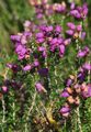 Bell Heather - Erica cinerea L.