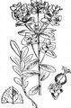 Broad-Leaved Spurge - Euphorbia platyphyllos L.