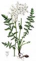 Dropwort - Filipendula vulgaris Moench
