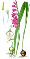 Dachziegelige Siegwurz - Gladiolus imbricatus L.