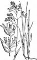 Arktisches Rauhes Mariengras - Hierochloë odorata (L.) P. Beauv.