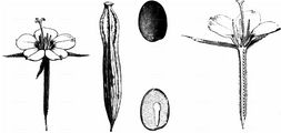 Large Venus's-Looking-Glass - Legousia speculum-veneris (L.) Chaix