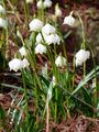 Spring Snowflake - Leucojum vernum L.
