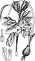 Nickender Milchstern - Ornithogalum nutans L.