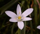 Dolden-Milchstern - Ornithogalum umbellatum L.