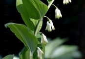 Solomon's-Seal - Polygonatum multiflorum (L.) All.