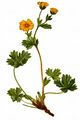 Alpine Cinquefoil - Potentilla crantzii (Crantz) Fritsch