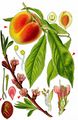 Peach - Prunus persica (L.) Batsch