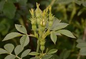 Fir Rose - Rosa abietina Christ
