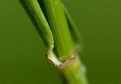 Tall Fescue - Schedonorus arundinaceus (Schreb.) Dumort.