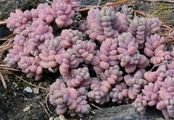 Dickblättrige Fetthenne - Sedum dasyphyllum L.