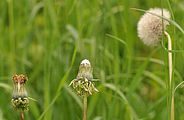  - Taraxacum sect. Taraxacum F. H. Wigg.