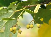 Silver Lime - Tilia tomentosa Moench