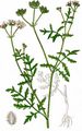 Greater Bur-Parsley - Turgenia latifolia (L.) Hoffm.
