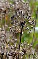 Kantiger Lauch - Allium angulosum L.