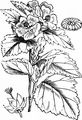 Marsh-Mallow - Althaea officinalis L.