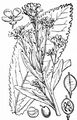 Horse-Radish - Armoracia rusticana P. Gaertn. , B. Mey. & Scherb.