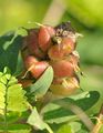 Kicher-Tragant - Astragalus cicer L.