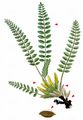 Stemless Milk Vetch - Astragalus exscapus L.