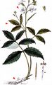 Pinnate Coralroot - Cardamine heptaphylla (Vill.) O. E. Schulz