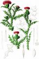 Spiny Plumeless Thistle - Carduus acanthoides L.