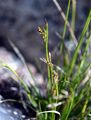 Haarstiel-Segge - Carex capillaris L.