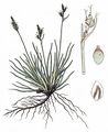 Vogelfuß-Segge - Carex ornithopoda Willd.