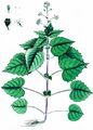 Alpine Enchanter's-Nightshade - Circaea alpina L.