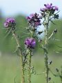 Marsh Thistle - Cirsium palustre (L.) Scop.
