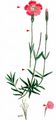 Cheddar Pink - Dianthus gratianopolitanus Vill.