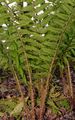 Scaly Male-Fern - Dryopteris affinis (Lowe) Fraser-Jenk.
