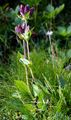Ungarischer Enzian - Gentiana pannonica Scop.