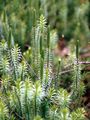 Sprossender Bärlapp - Lycopodium annotinum L.