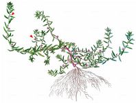 Ysopblättriger Weiderich - Lythrum hyssopifolia L. 