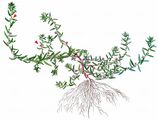 Grass-Poly - Lythrum hyssopifolia L.